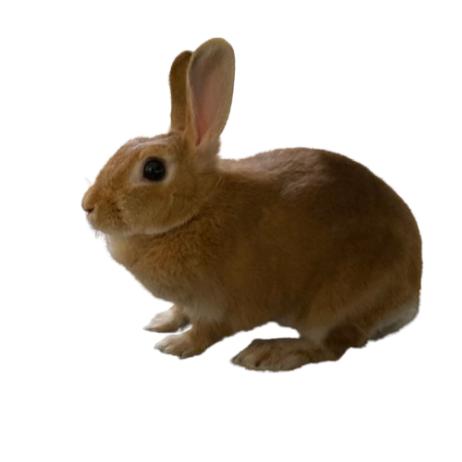 うさぎのきなこ